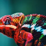 Animais de Estimação Exóticos Permitidos no Brasil