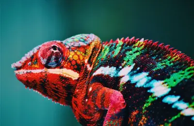 Animais de Estimação Exóticos Permitidos no Brasil