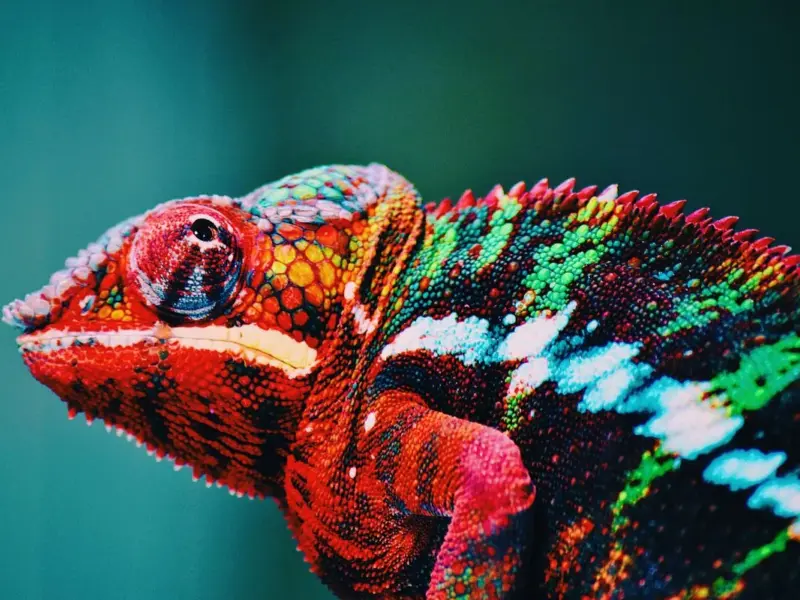 Animais de Estimação Exóticos Permitidos no Brasil