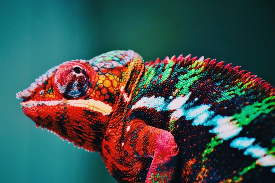 Animais de Estimação Exóticos Permitidos no Brasil