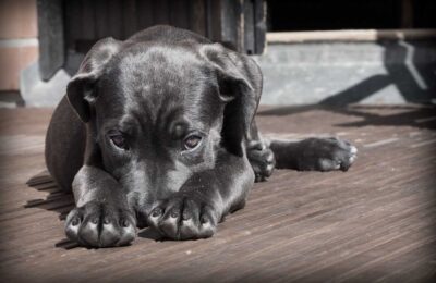 Animais de Estimação Pequenos e Fáceis de Cuidar 2023