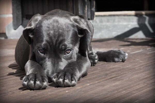 Animais de Estimação Pequenos e Fáceis de Cuidar