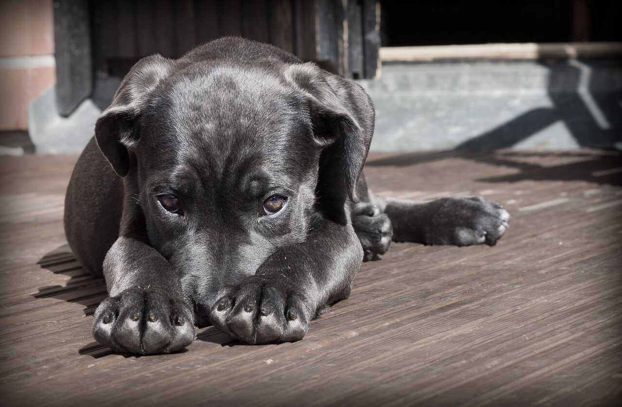 Animais de Estimação Pequenos e Fáceis de Cuidar