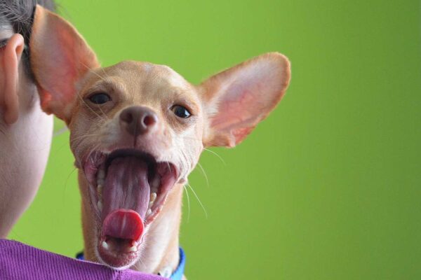 Animal de Estimação Cachorro