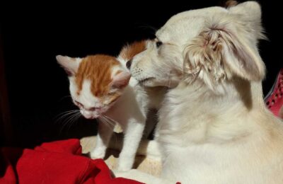 Comportamento de Gatos