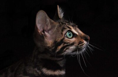Comportamento dos Gatos