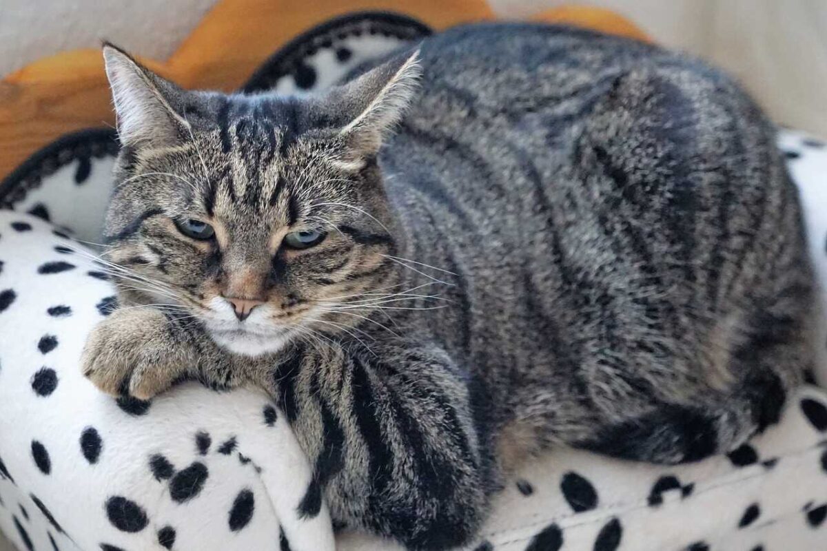 Gatos com Bola de Pelo