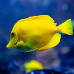 Melhor Animal de Estimação para Criança