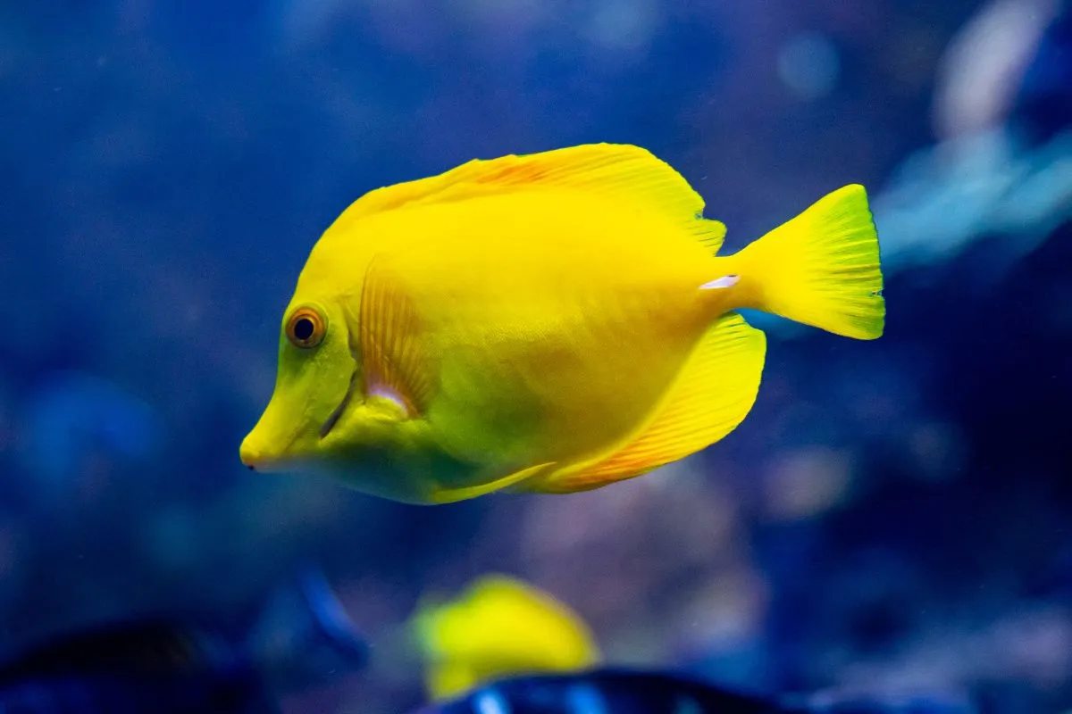 Melhor Animal de Estimação para Criança