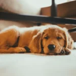 Melhores Animais de Estimação para Ter em Casa