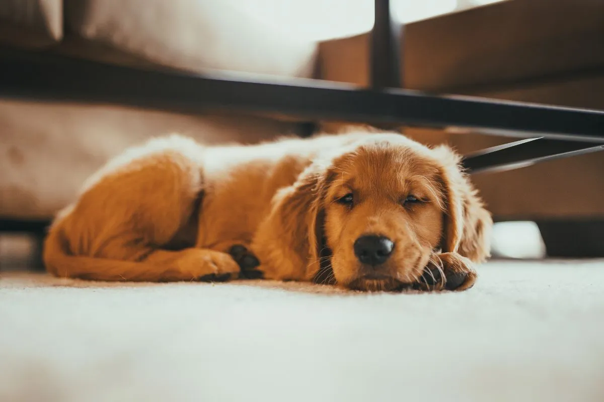 Melhores Animais de Estimação para Ter em Casa