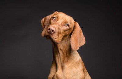 O que é um Cachorro