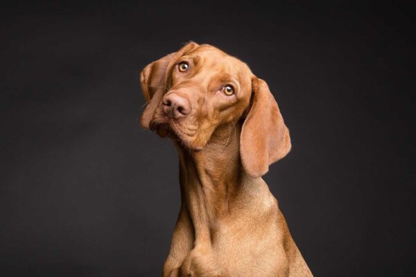 O que é um Cachorro