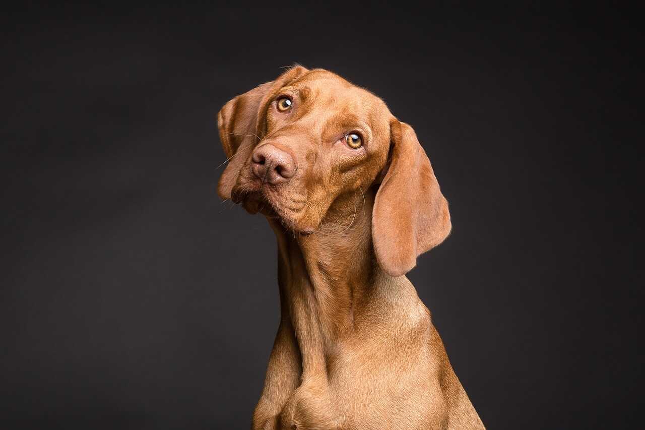 O que é um Cachorro