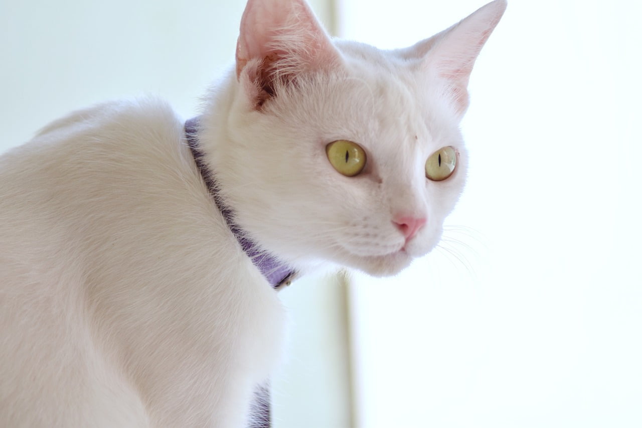 O que é um Gato