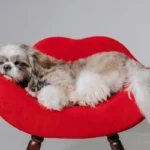 O que é um bichinho de estimação doméstico