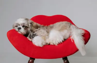 O que é um bichinho de estimação doméstico