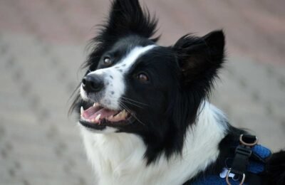 Qual a idade de um cachorro de 6 anos