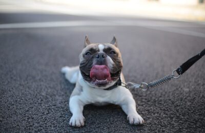 Animais Pequenos de Estimação A Alegria em Tamanho Compacto