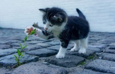 Animais de Estimação Diferentes