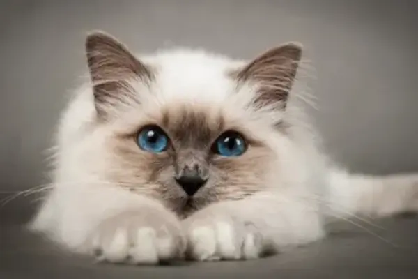 Como Diferenciar Gato Fêmea