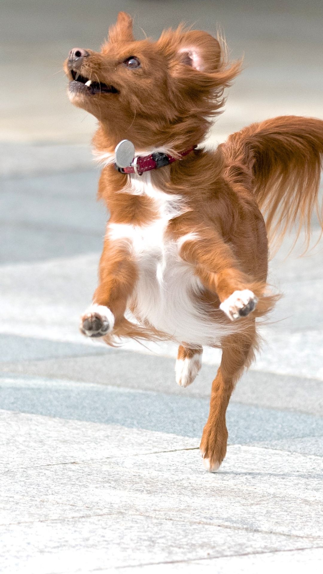 Animais de Assistência Emocional