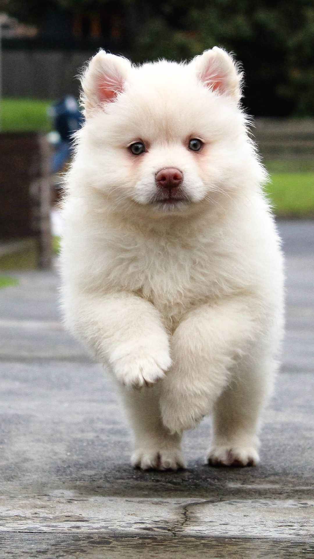 cachorros podem comer abacaxi