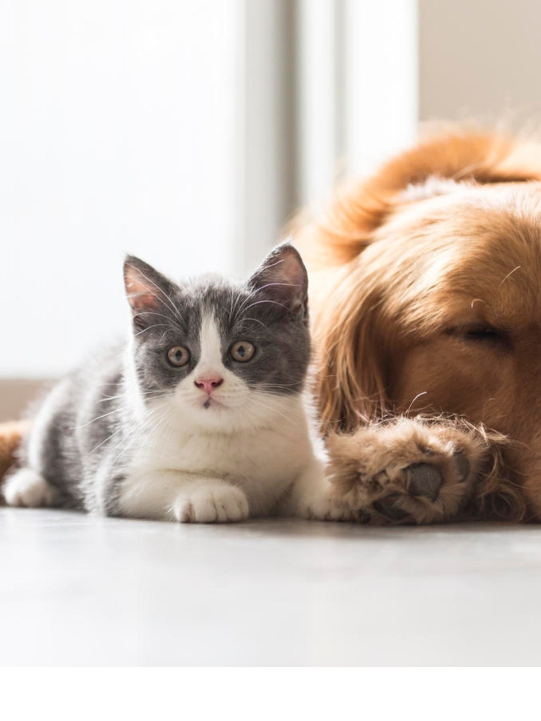 animais de estimacao pequenos