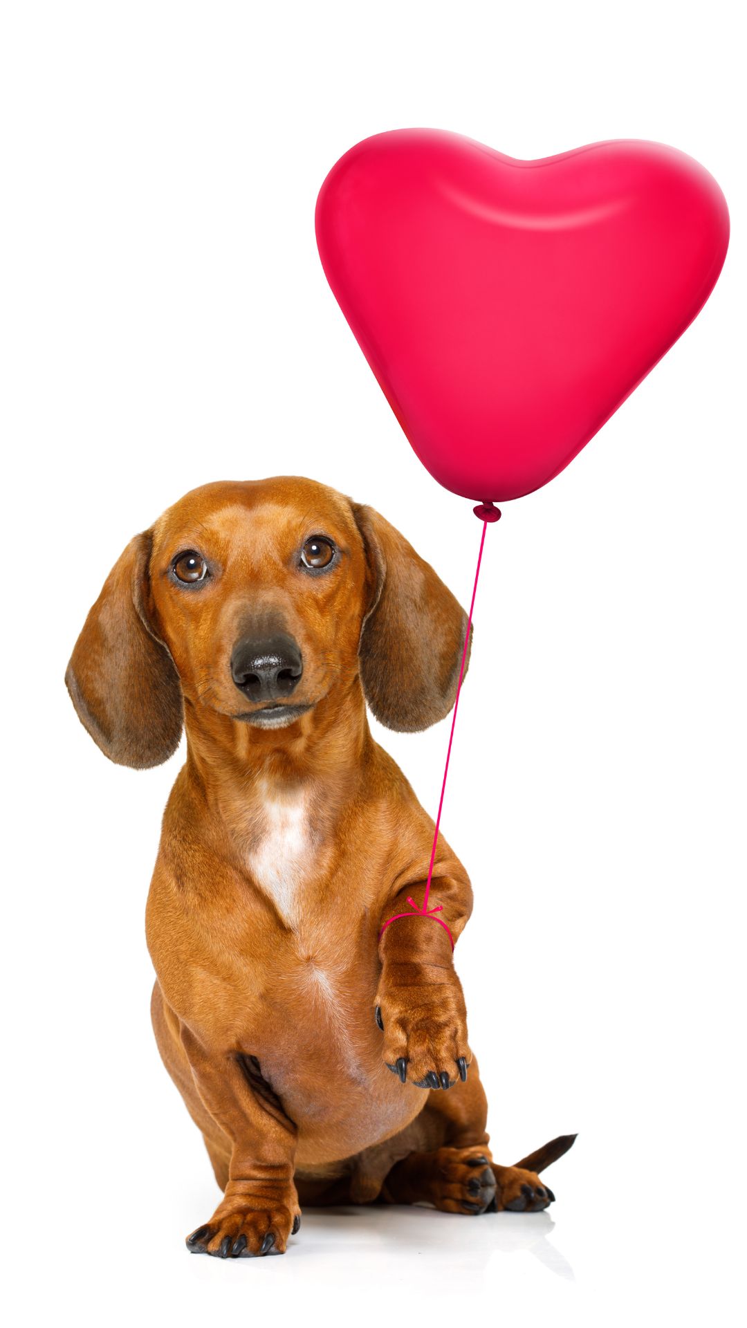 Pet de Apoio Emocional