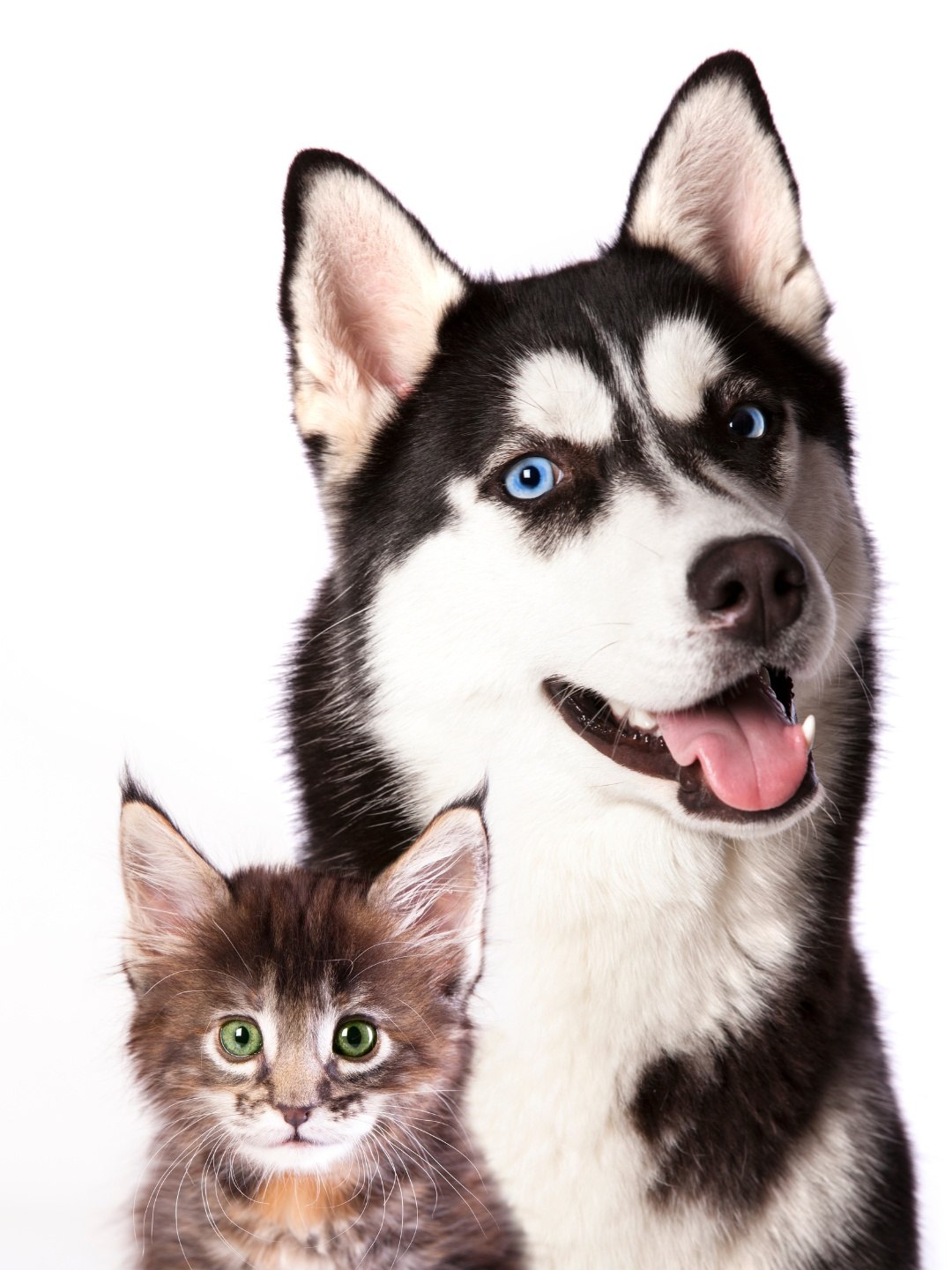 Amendoim para Cachorro