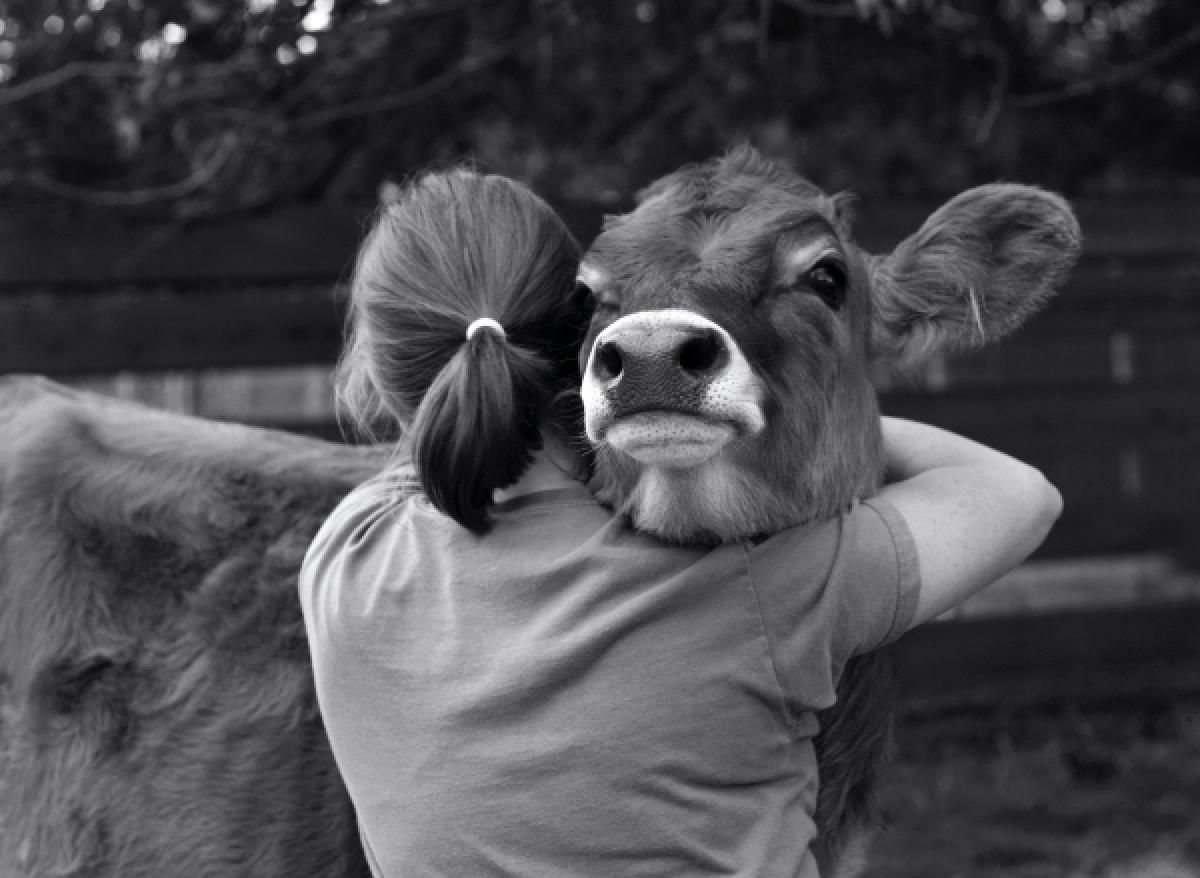 Animais de Apoio Emocional