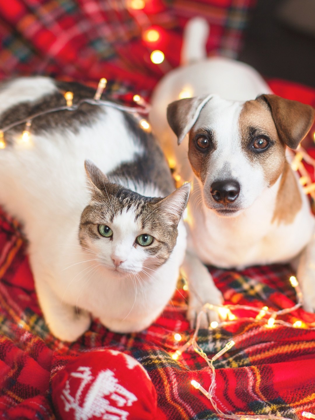 Animais de Assistência Emocional