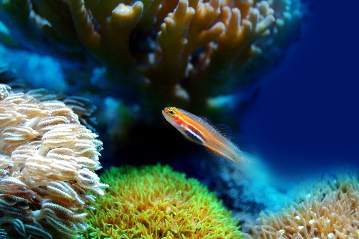 Animais de Estimação Aquáticos