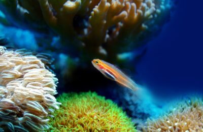 Animais de Estimação Aquáticos