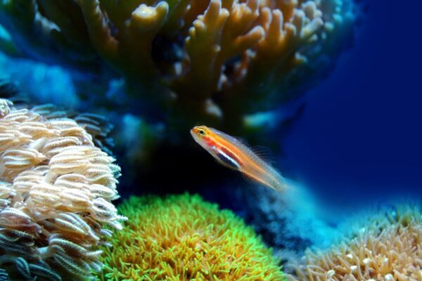 Animais de Estimação Aquáticos