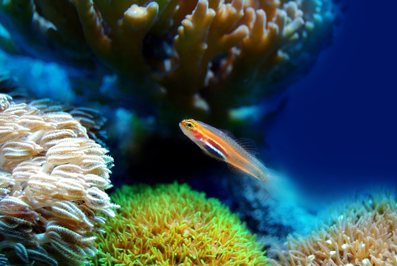 Animais de Estimação Aquáticos