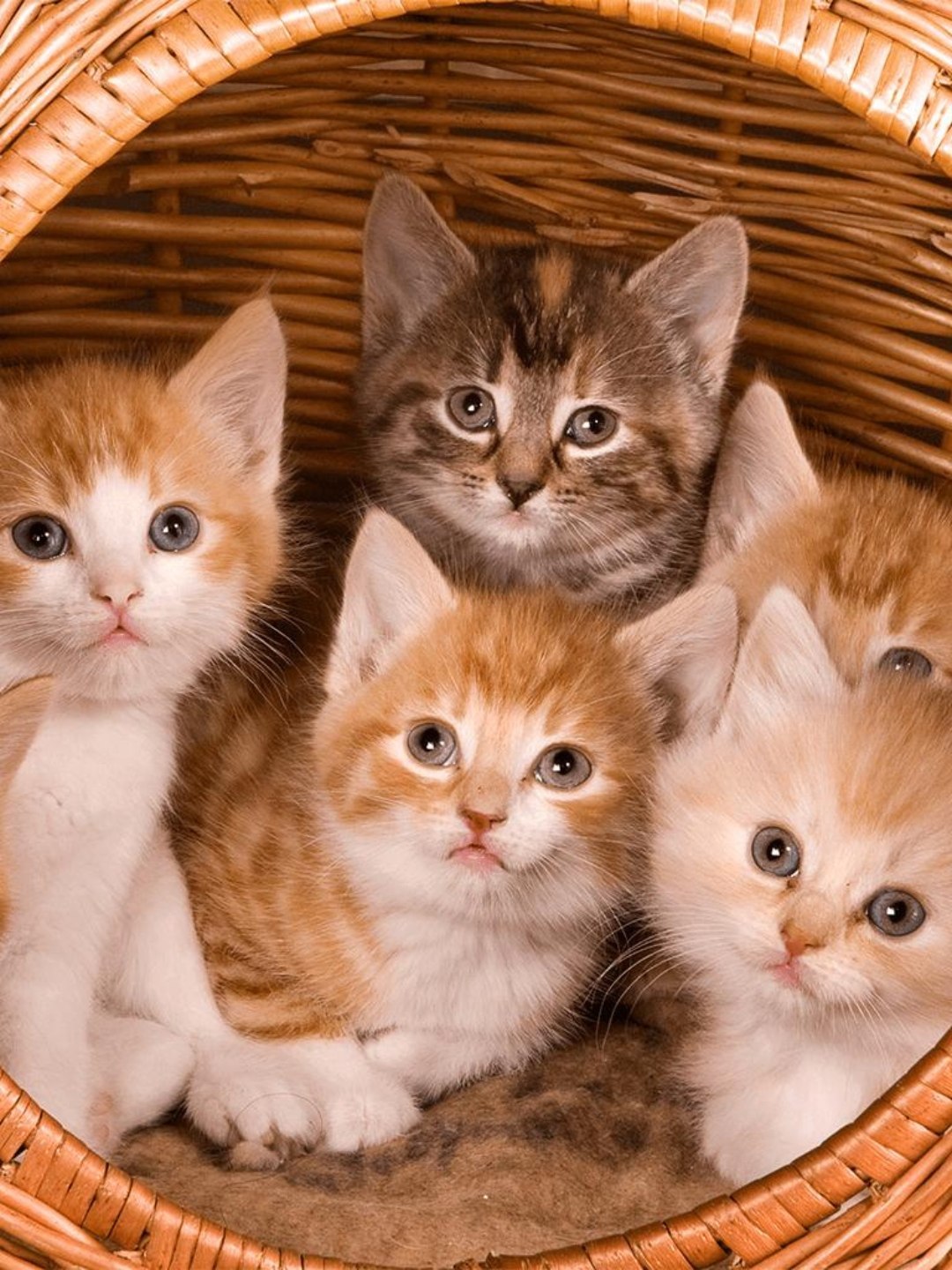 Animais de Estimação para Crianças