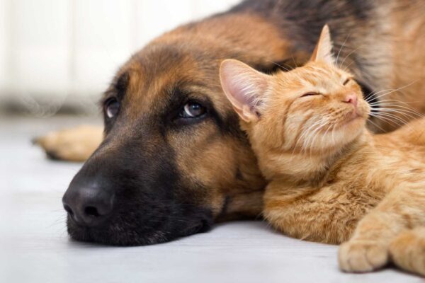 Animais de Suporte Emocional
