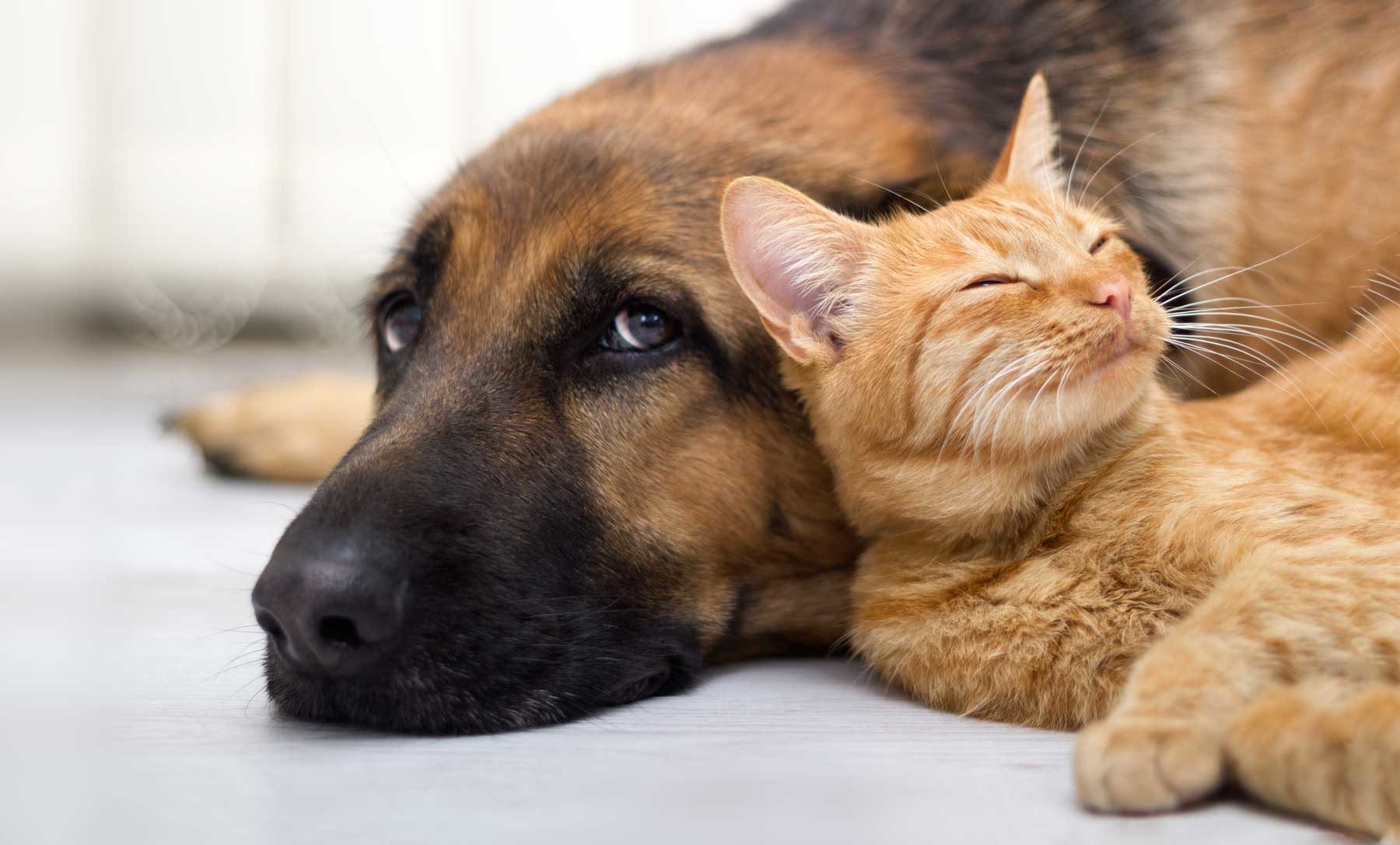 Animais de Suporte Emocional