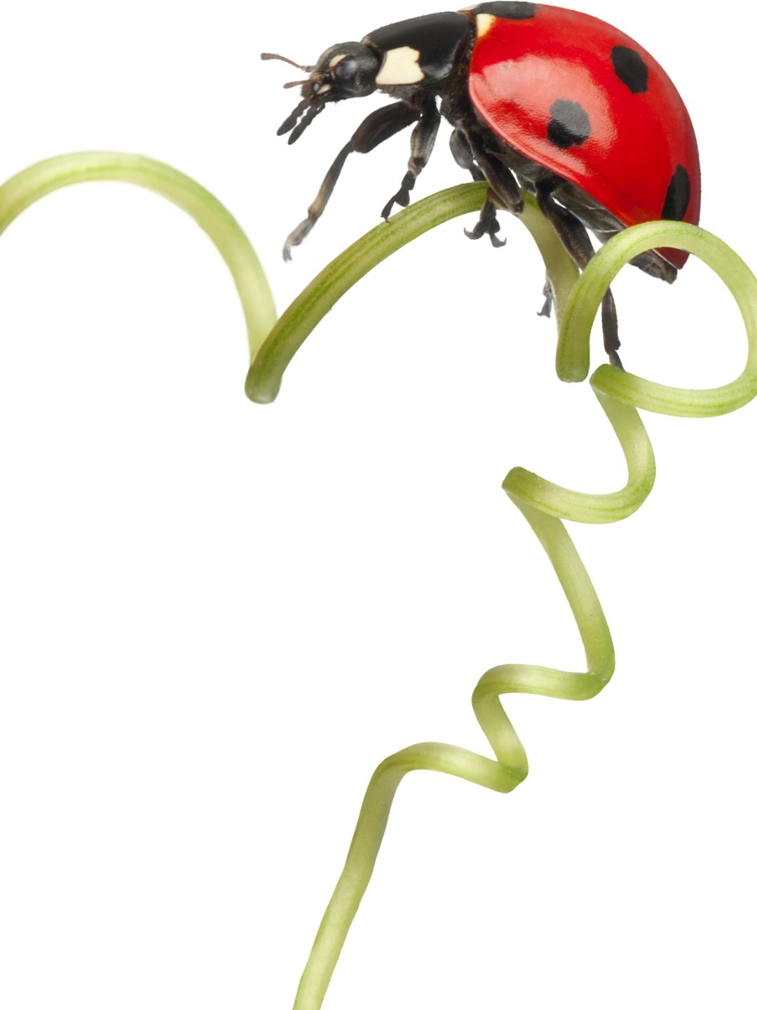 Animal Mais Comum do Mundo