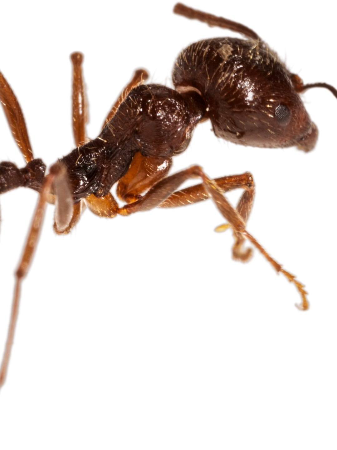 Animal Mais Comum do Mundo