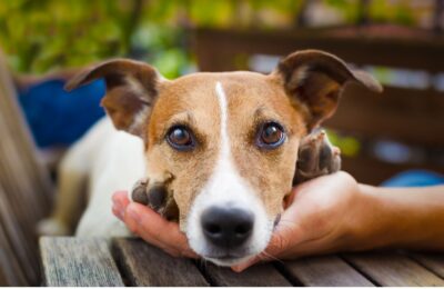 Animal de assistência emocional: Um Guia Abrangente 2026