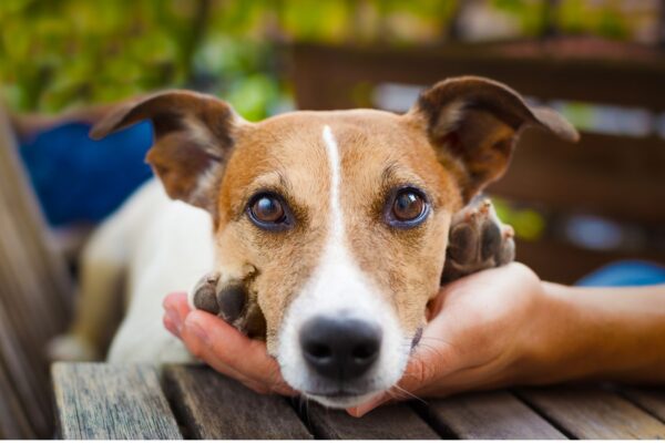 Animal de assistência emocional