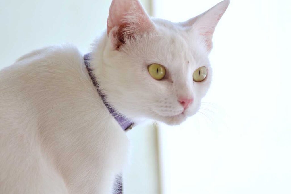 Anos de Gato em Humanos