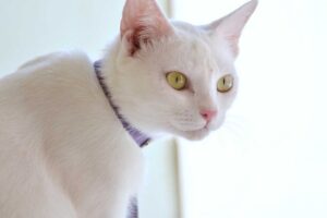 Anos de Gato em Humanos