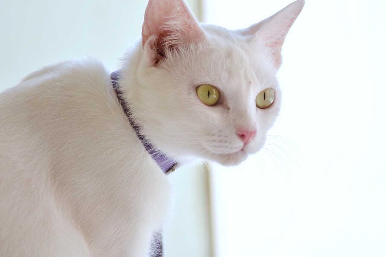Anos de Gato em Humanos