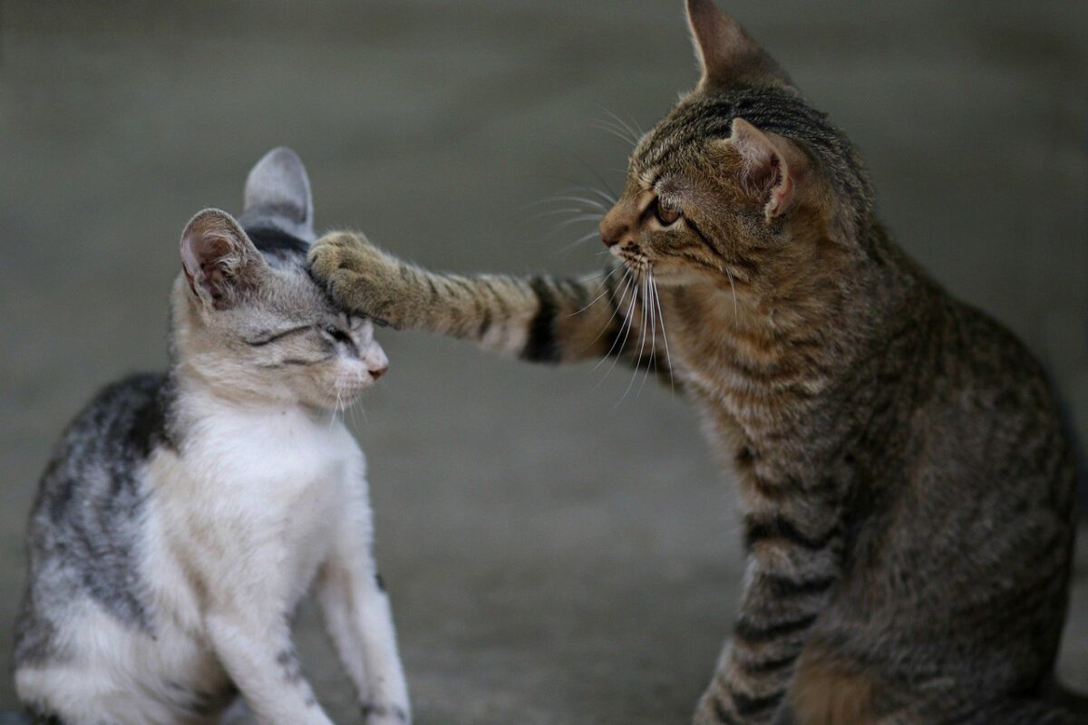 Animal Activities for Kindergarten