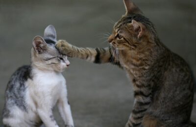Animal Activities for Kindergarten
