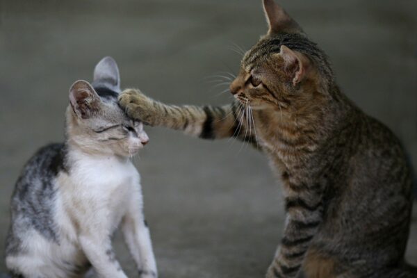 Animal Activities for Kindergarten