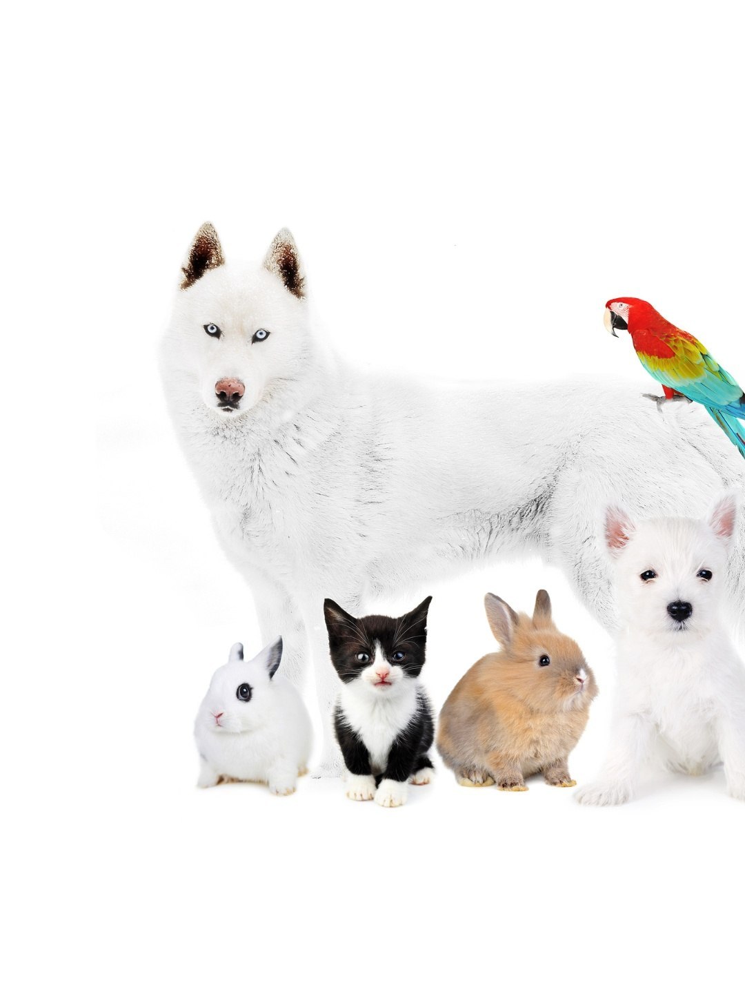 Cachorro de Assistência Emocional